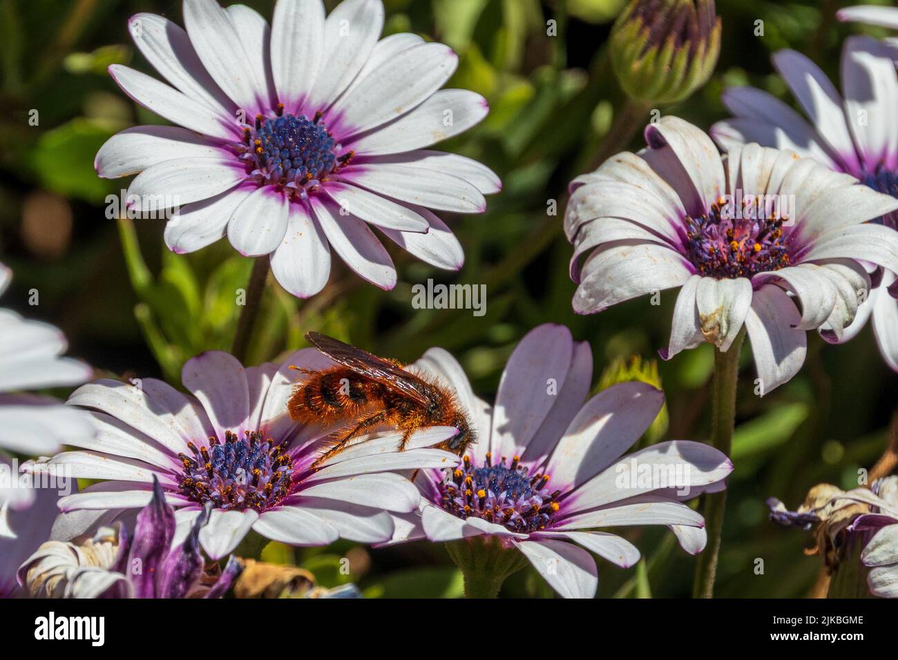 Dasyscolia ciliata, Scoliid wasp on a Daisy Flower Stock Photo