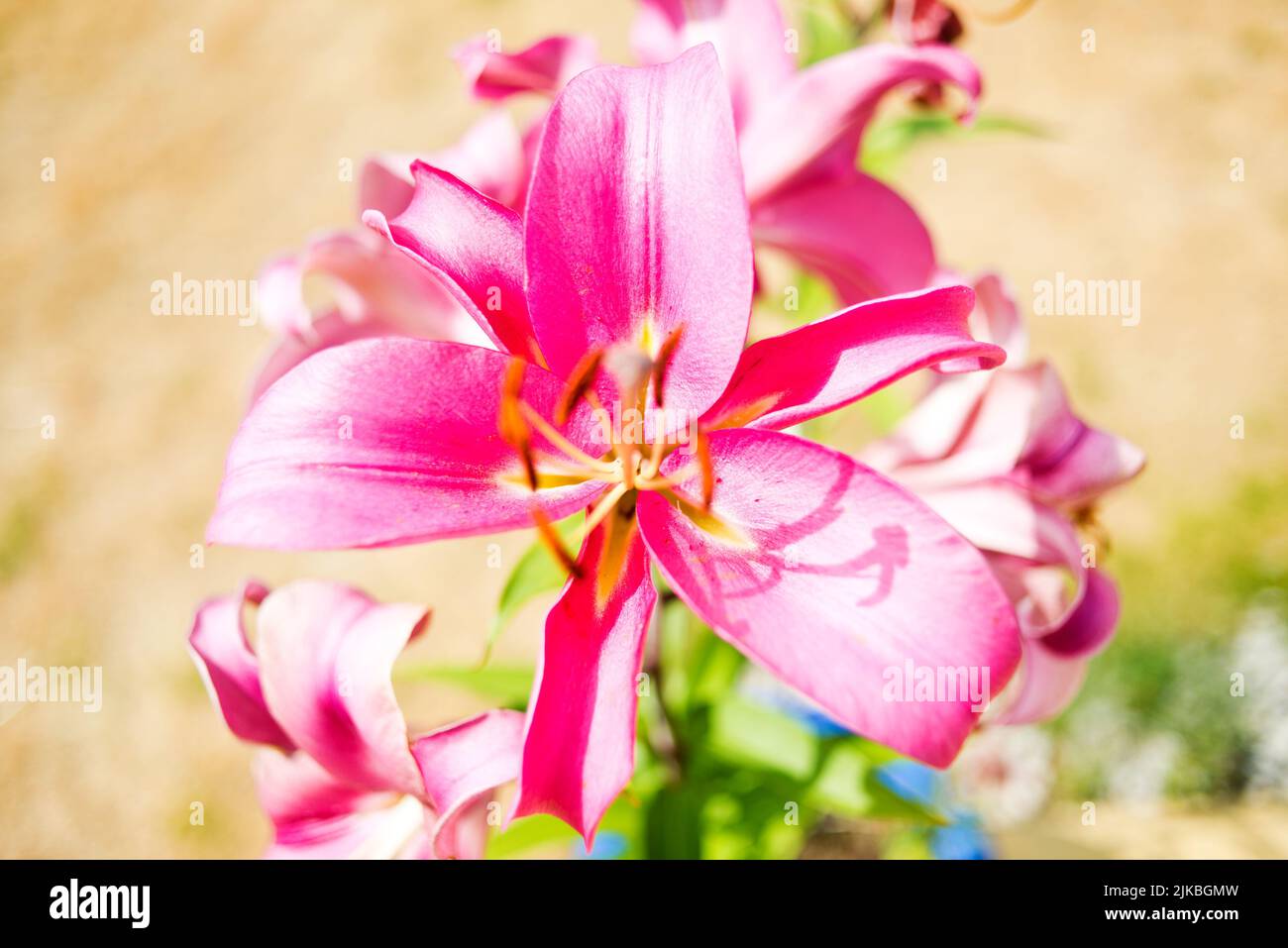 Pink Lilys Stock Photo
