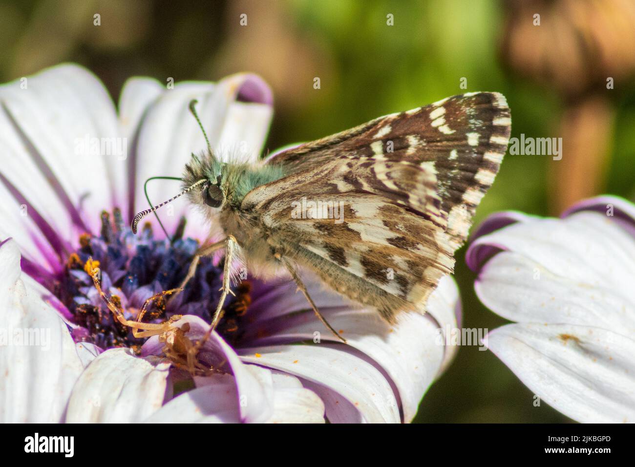 Pyrgus onopordi, Rosy Grizzled Skipper Butterfly Stock Photo