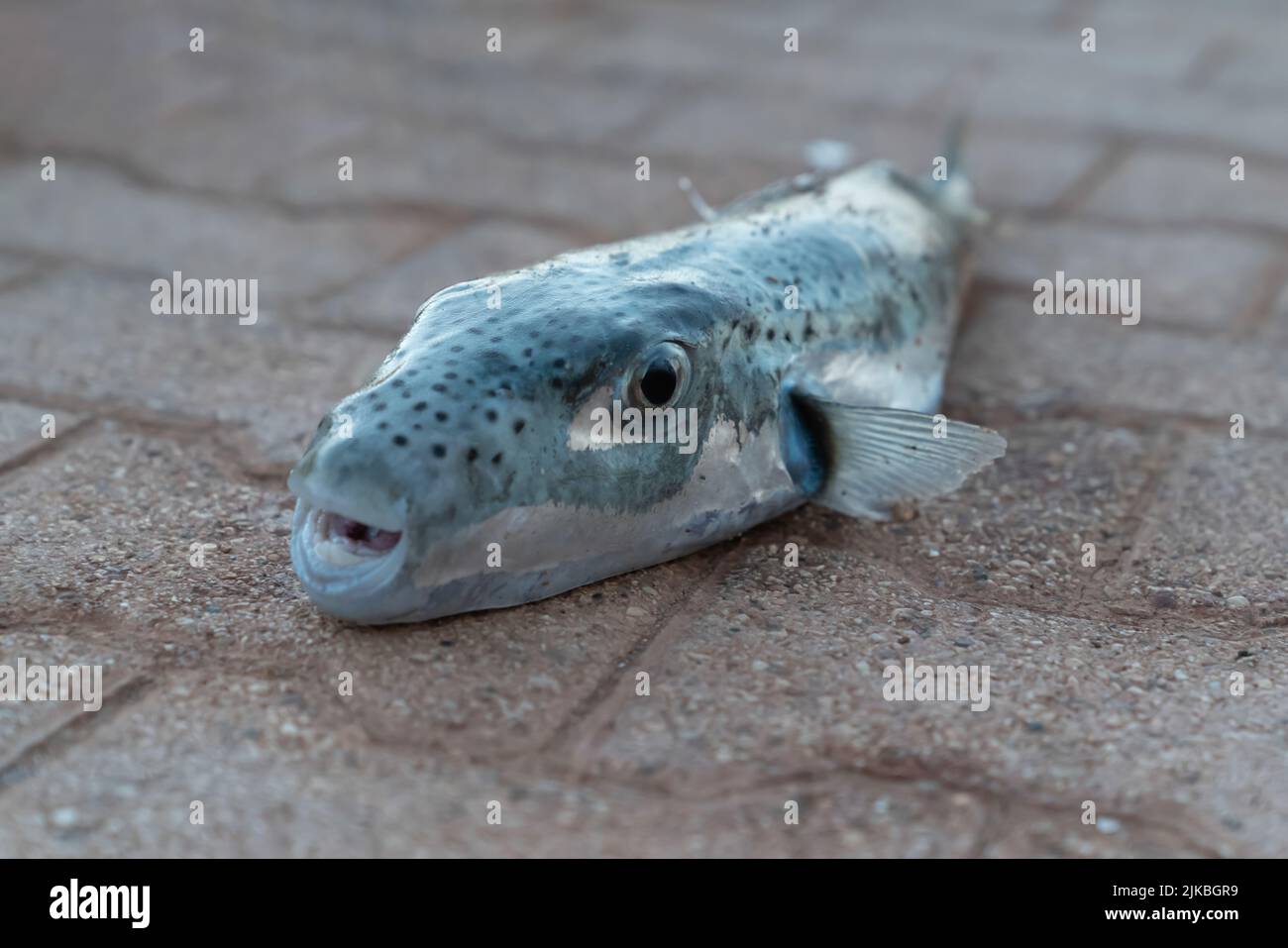Selective focus on eyes and head of puffer fish. (Lagocephalus sceleratus, silver-cheeked toadfish, or Sennin-fugu is an extremely poisonous marine bo Stock Photo