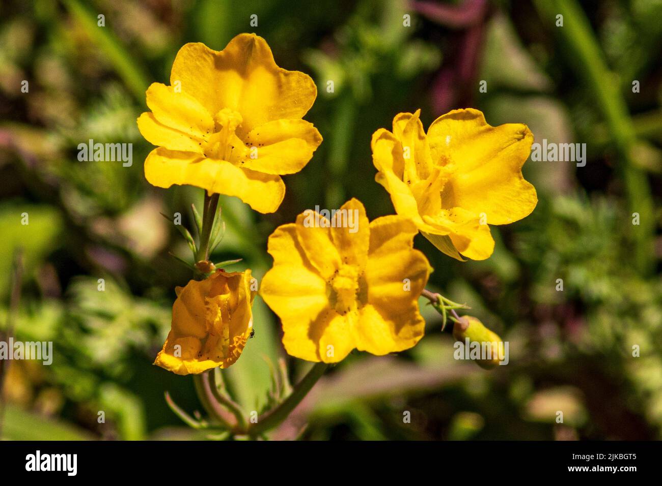 Hypecoum imberbe, Sicklefruit Hypecoum Plant in Flower Stock Photo