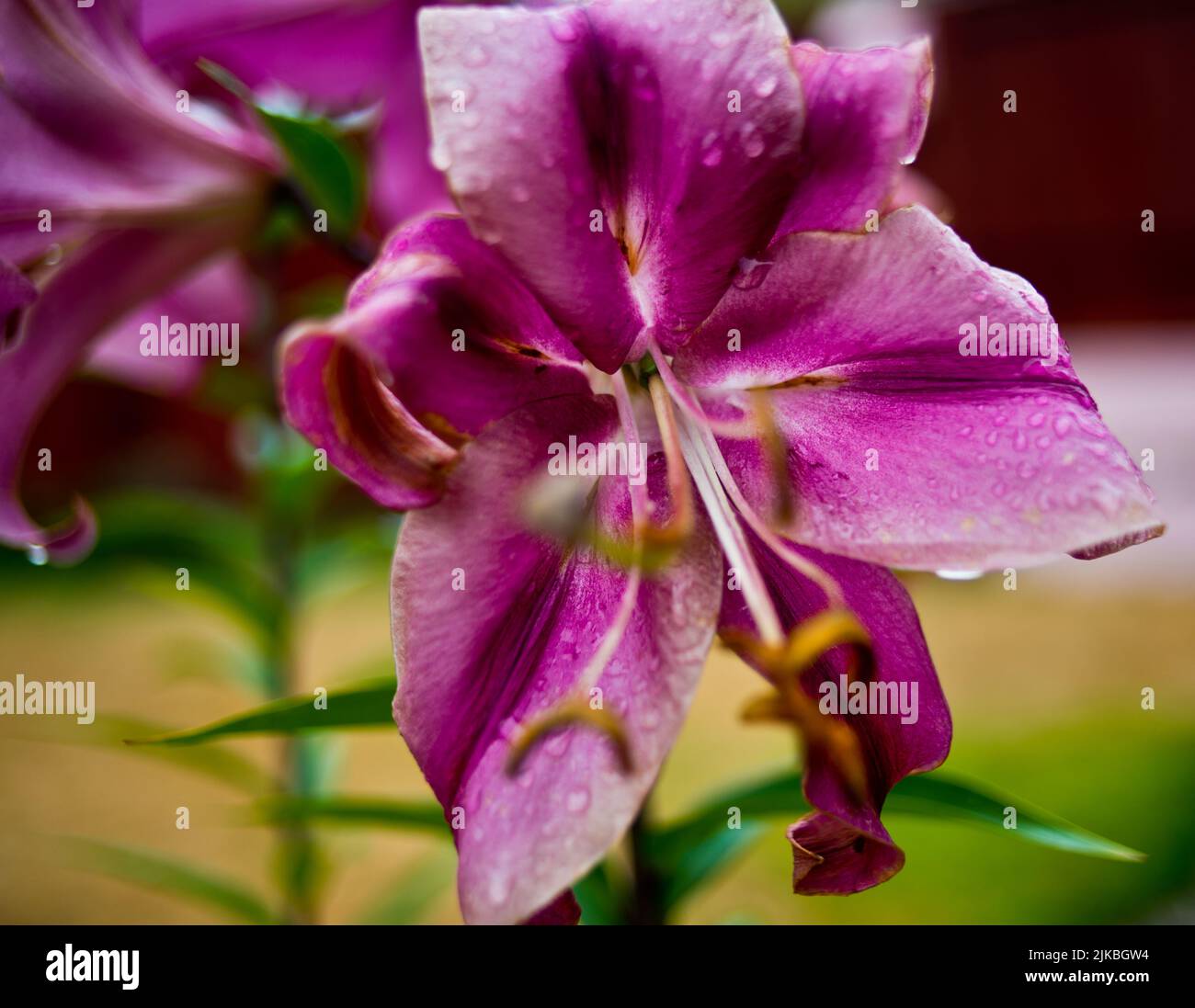 Weathered Pink Lily Stock Photo