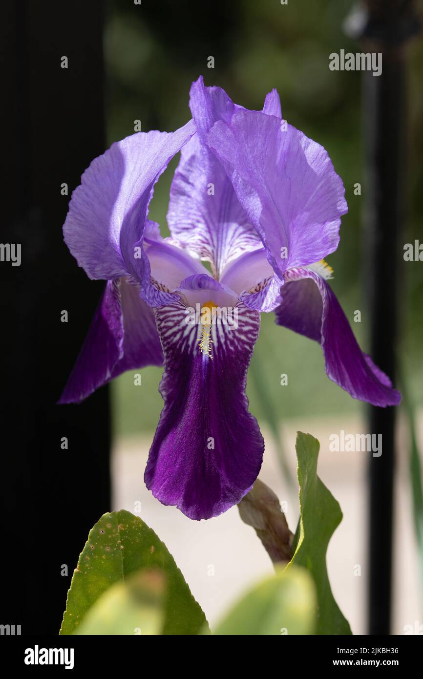 Iris Germanic, Single Iris Purple Flower Stock Photo