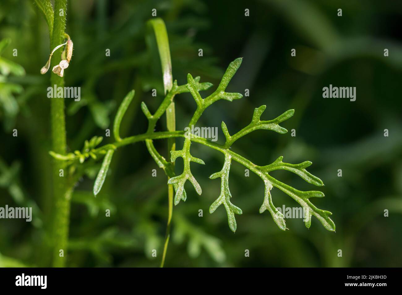 Carrichtera annua, Ward's Weed Plant Leaves Stock Photo