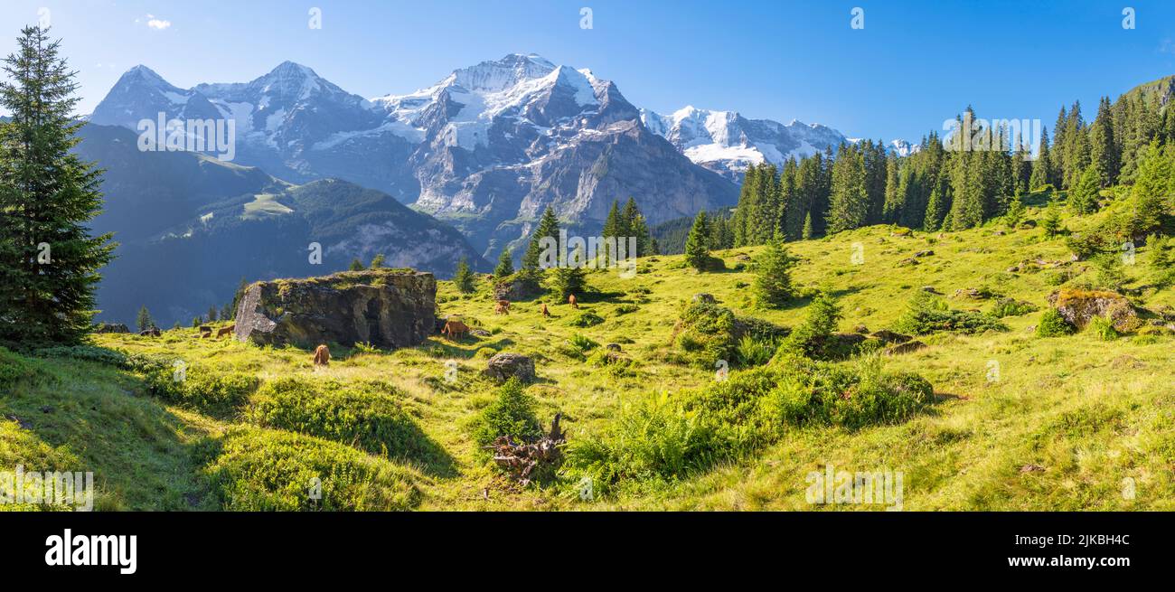 The panorma of Bernese alps with the Jungfrau, Monch and Eiger peaks over the alps meadows with the herd of cows. Stock Photo