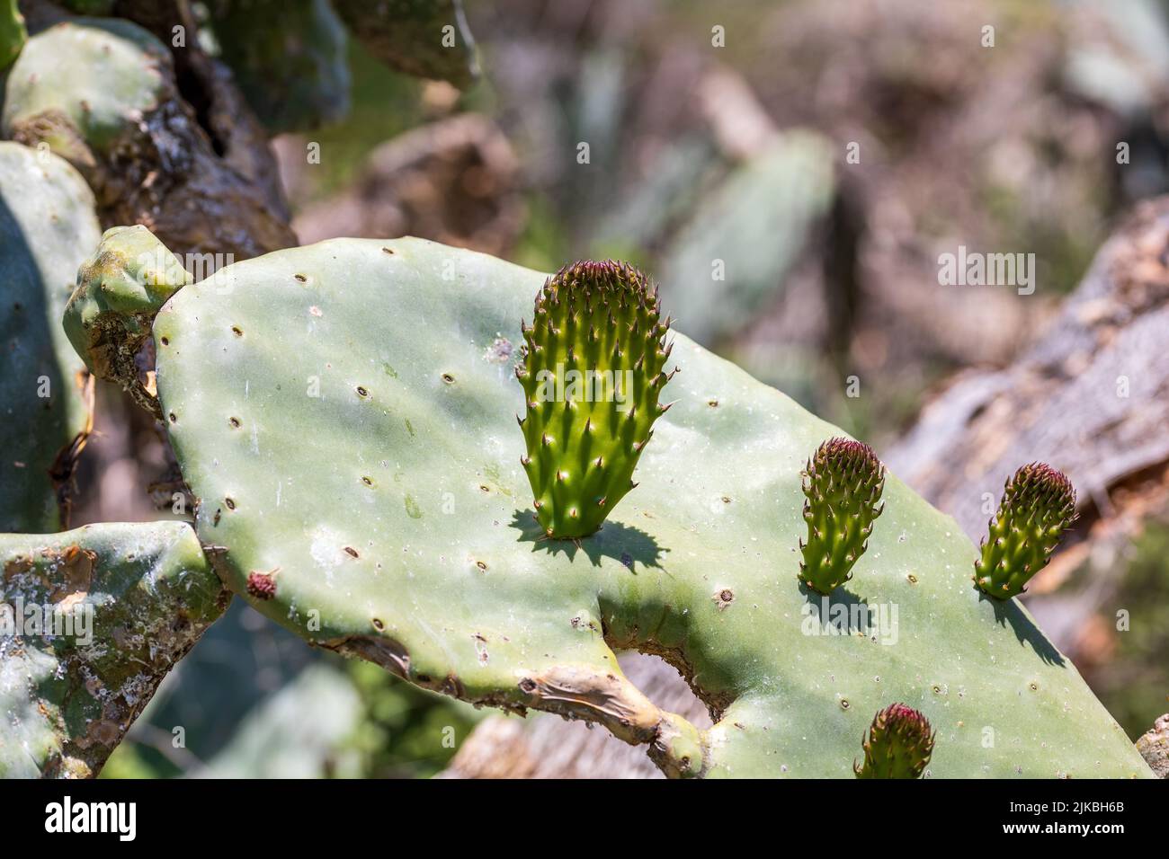 Opuntia ficus indica, Prickly Pear Plant Stock Photo
