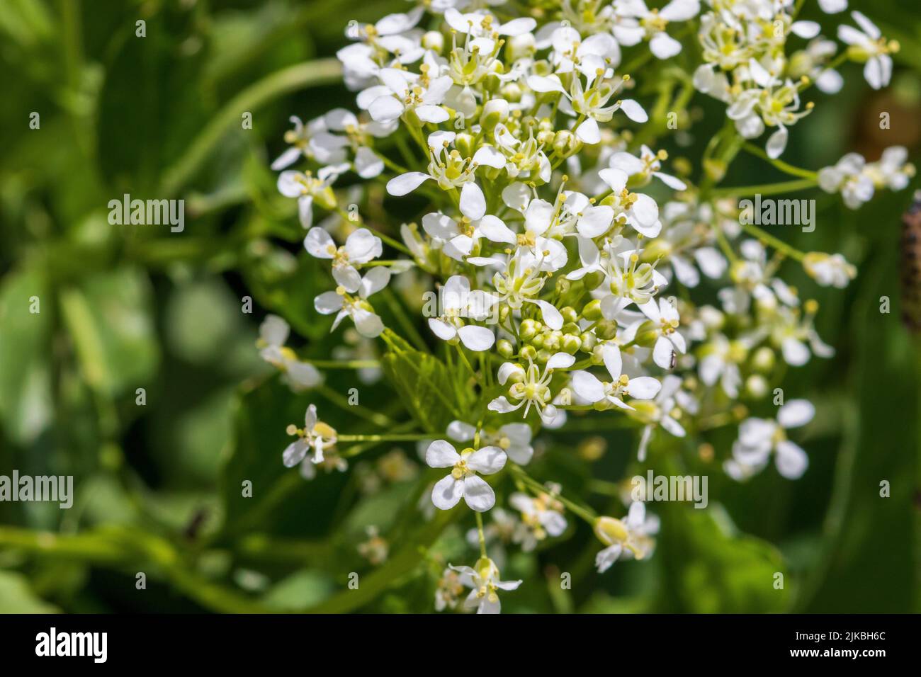 Lepidium draba, Pepper Cress Plant in Flower Stock Photo