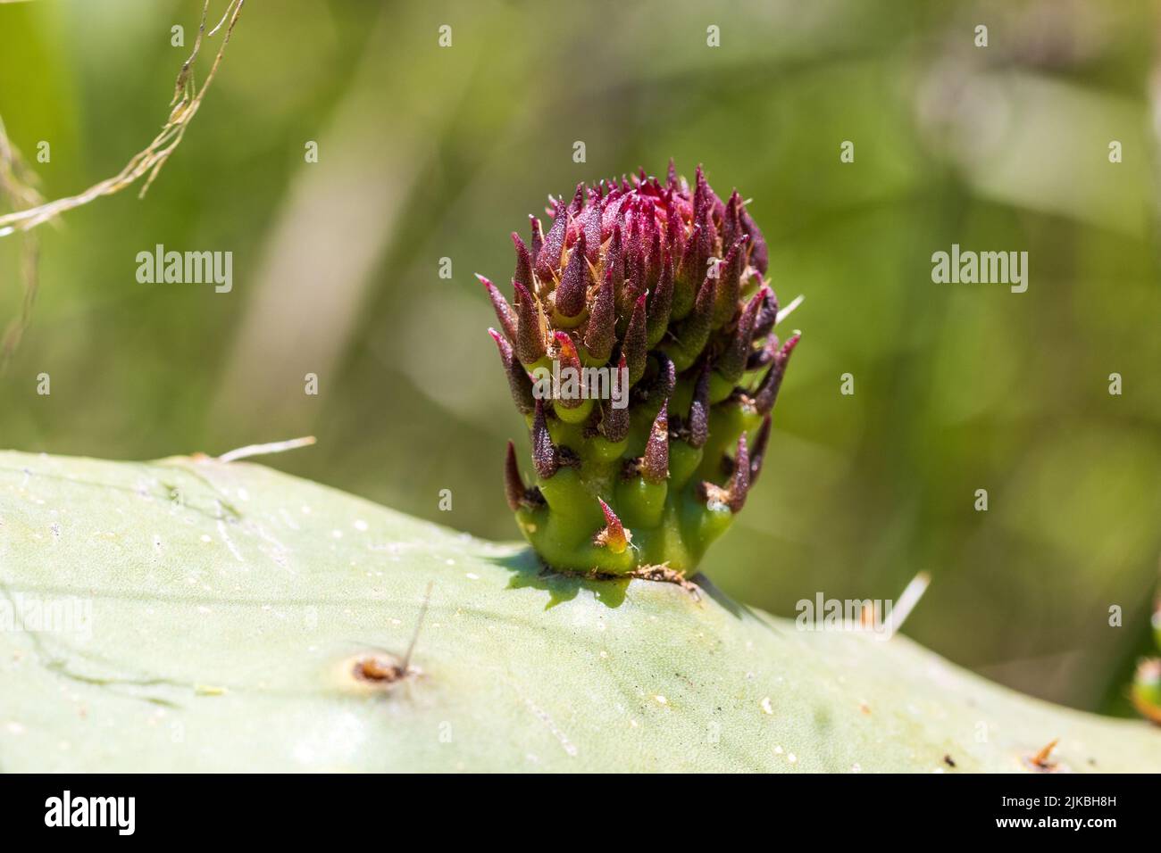 Opuntia ficus indica, Prickly Pear Flower Stock Photo