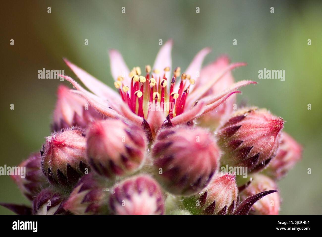 Mountain Houseleek Flower (sempervivum montanum) in Close up in Garden Hook Norton Oxfordshire England uk Stock Photo
