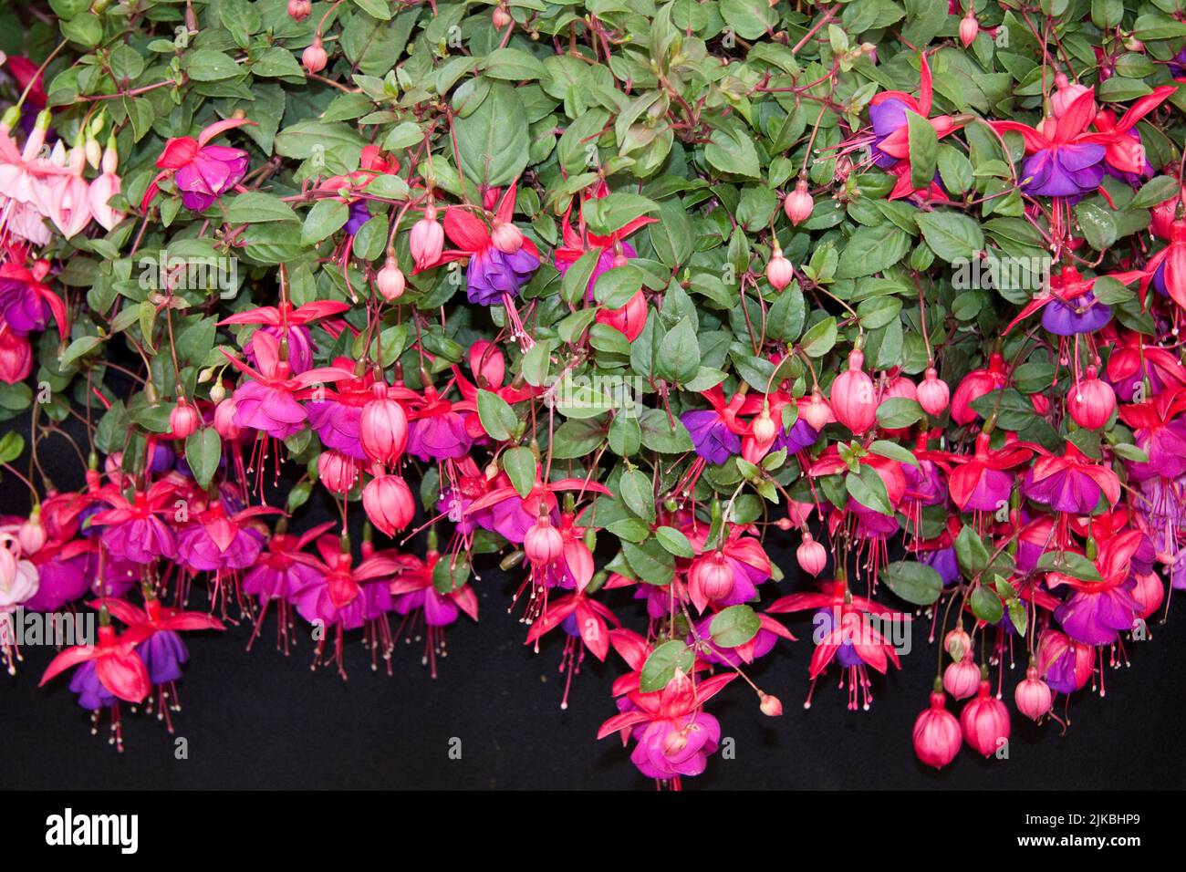 Fuchsia Flowers (Blenheim Flower Show 2022 Woodstock Oxfordshire England uk Stock Photo