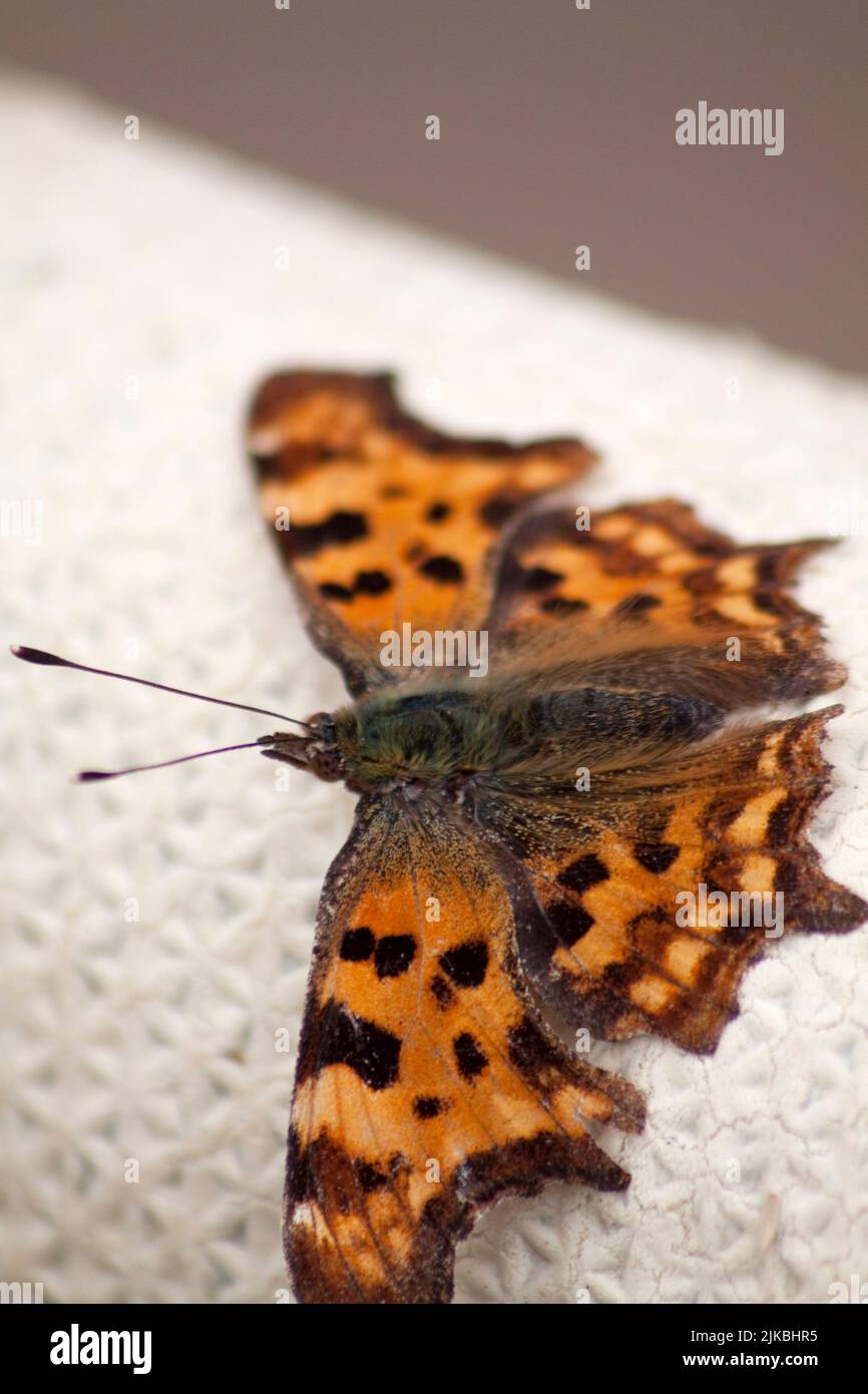 Comma butterfly (polygonia c-album) in garden Hook Norton Oxfordshire England uk Stock Photo