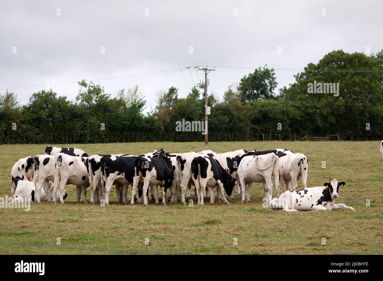 Herd of Cows in a Field Oxfordshire England uk Stock Photo