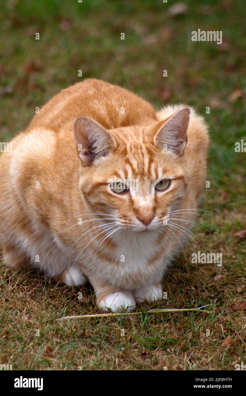Ginger Cat (Felis catus) laid on the ground relaxing Oxfordshire England uk Stock Photo