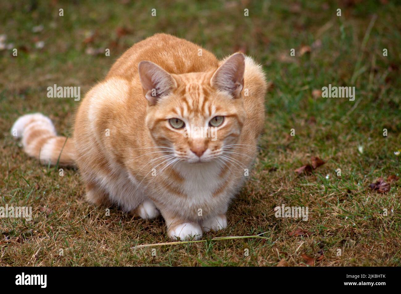 Ginger Cat (Felis catus) laid on the ground relaxing Oxfordshire England uk Stock Photo