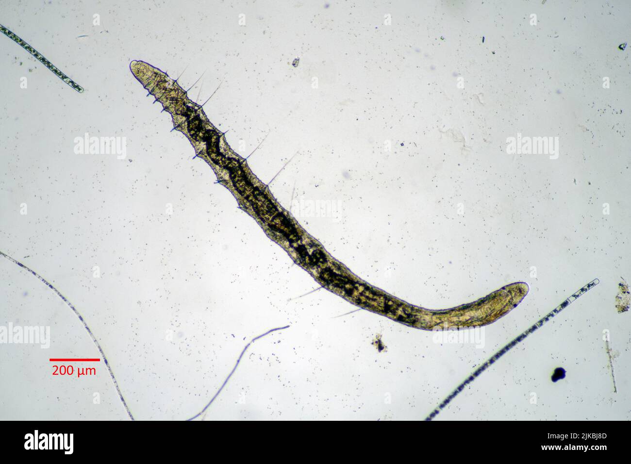 Microscopic oligochaet bristle worm from the genus Stylaria (family Naididae) photographed in a nutrient rich freshwater culture. Close up of the ante Stock Photo