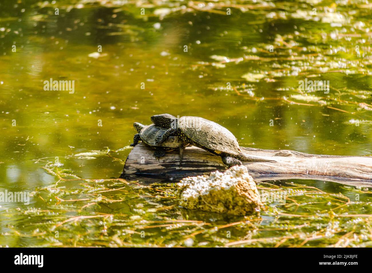Two pond turtles standing on a tree floating on the water and ...