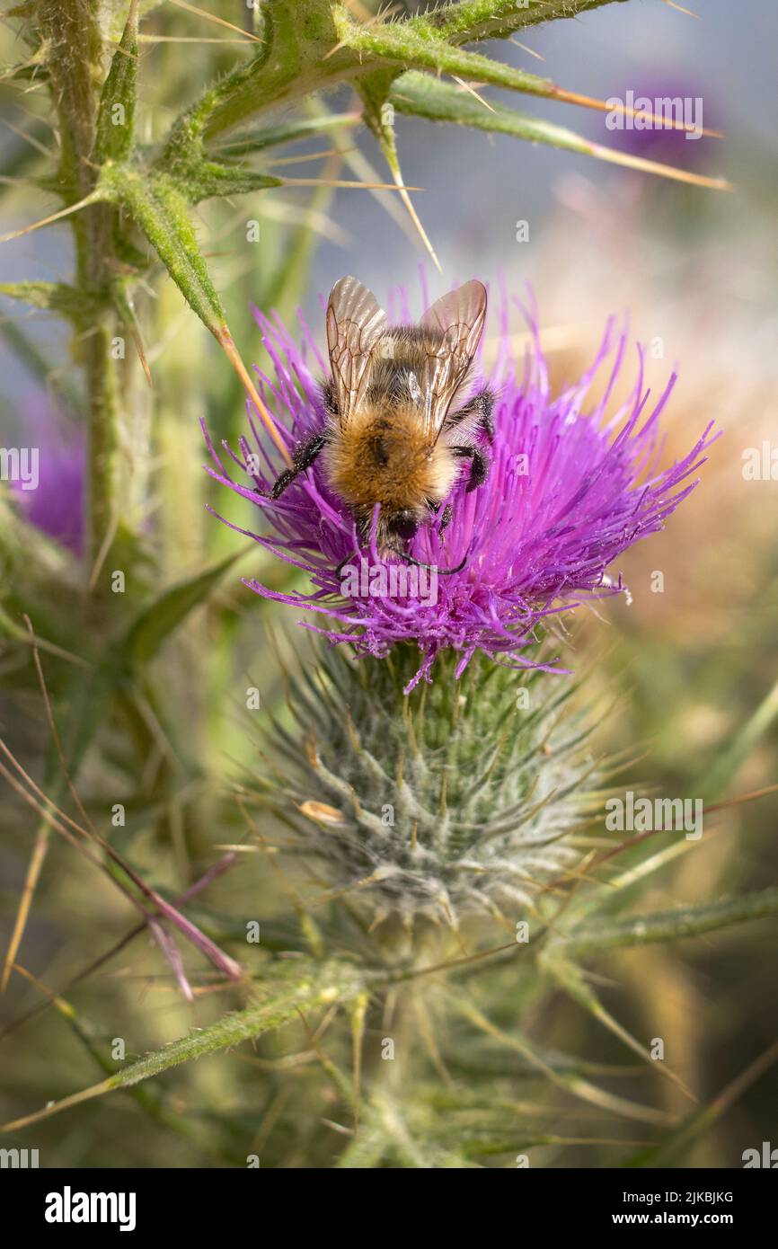 The wonders of nature with bees and thistle living in harmony Stock Photo