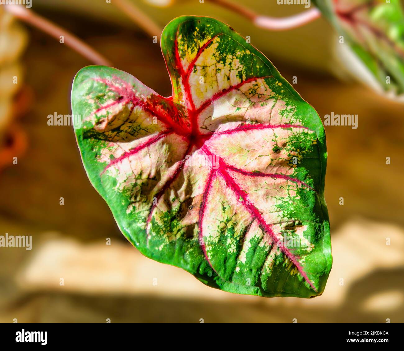 Caladium leaf Stock Photo