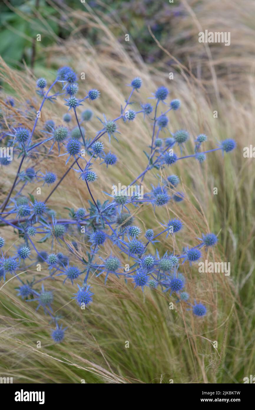 Eryngium x tripartitum (tripartite eryngo) with Stipa grasses Stock Photo