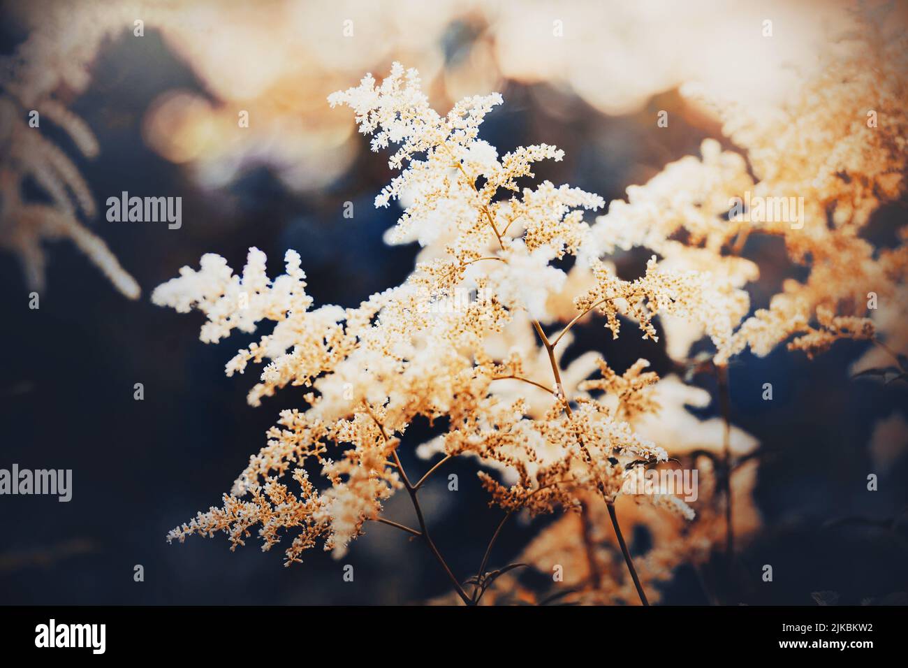 Beautiful white fluffy astilbe flowers bloom in sunny summer. The beauty of nature. Stock Photo