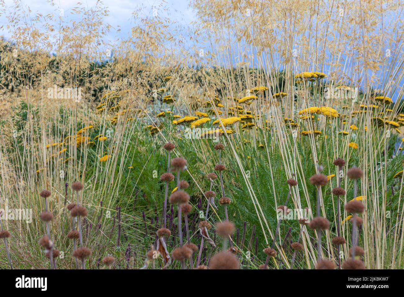 Achillea 'Coronation Gold' (yarrow) with Stipa gigantea, in a naturalistic planting scheme with purple and silvers, low evening light Stock Photo