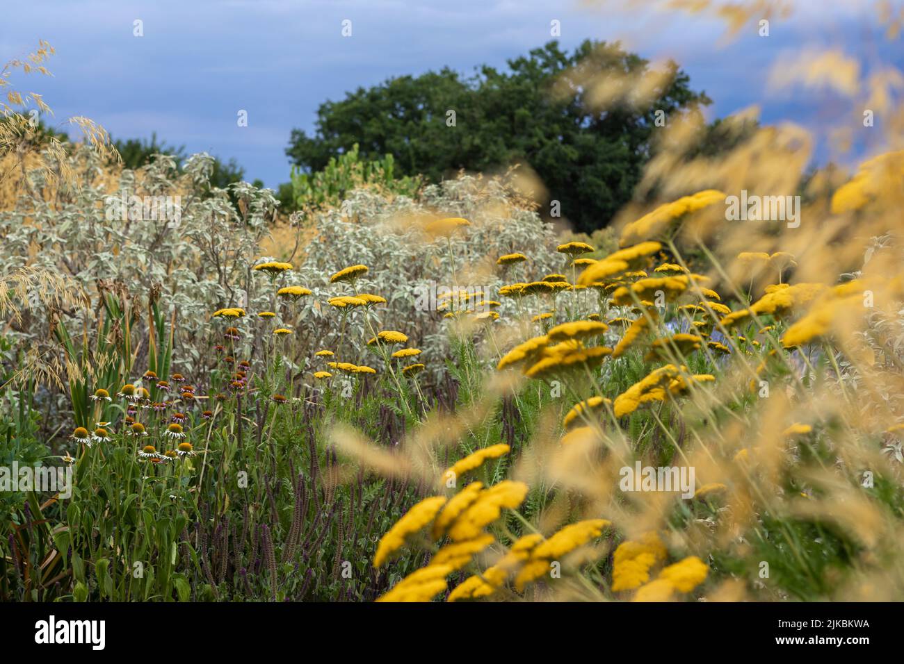 Achillea 'Coronation Gold' (yarrow) with Stipa gigantea, in a naturalistic planting scheme with purple and silvers, low evening light Stock Photo