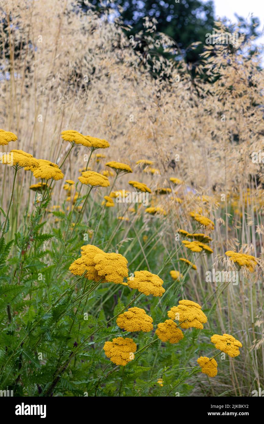 Achillea 'Coronation Gold' (yarrow) with Stipa gigantea Stock Photo