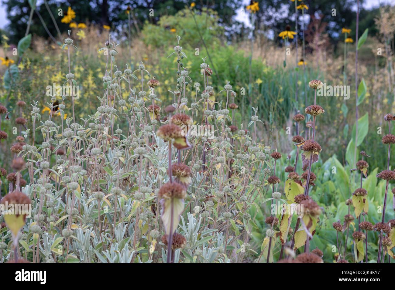 Phlomis italica and Phlomis russelliana seedheads with Rudbeckia maxima in the background Stock Photo
