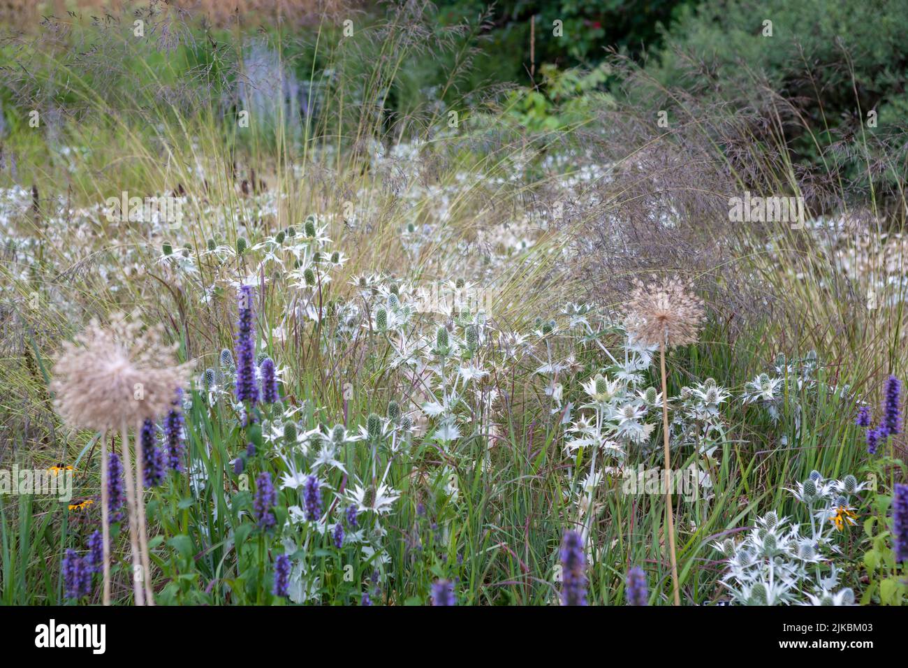 Eryngium giganteum 'Silver Ghost' with Agastache, Allium seedheads, Molinia, Stipa gigantea, herbaceous perennials planting scheme in a garden border Stock Photo