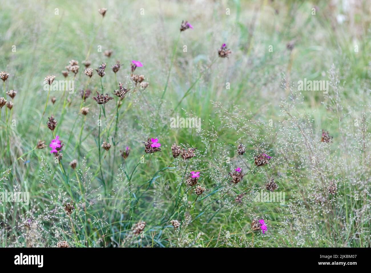 Dianthus carthusianorum (German pink) amongst grasses Stock Photo