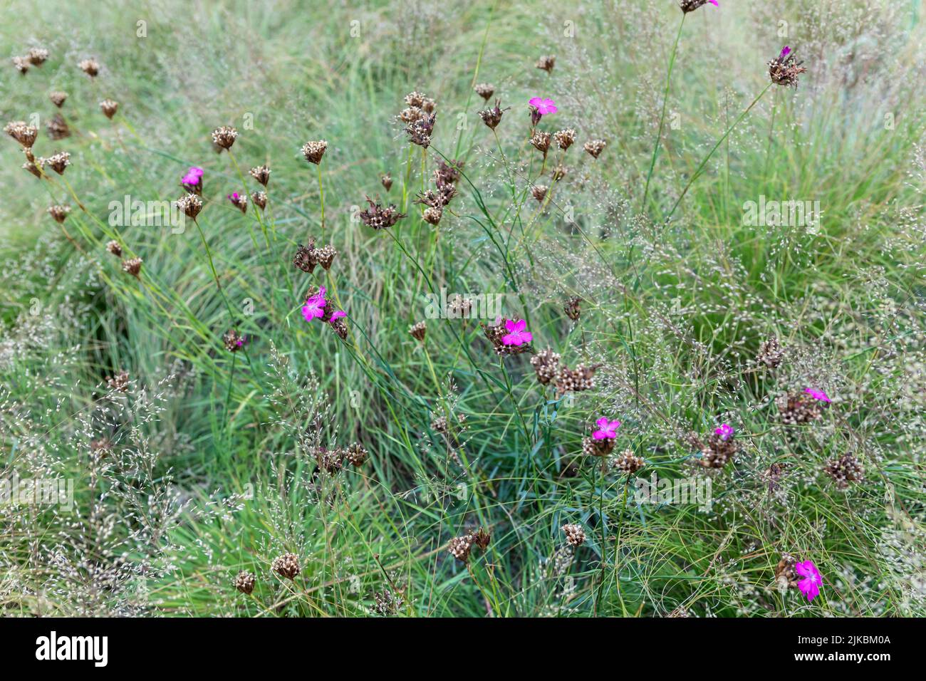 Dianthus carthusianorum (German pink) amongst grasses Stock Photo