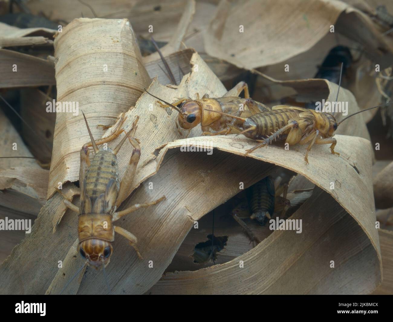 House crickets on dried banana leaves Stock Photo