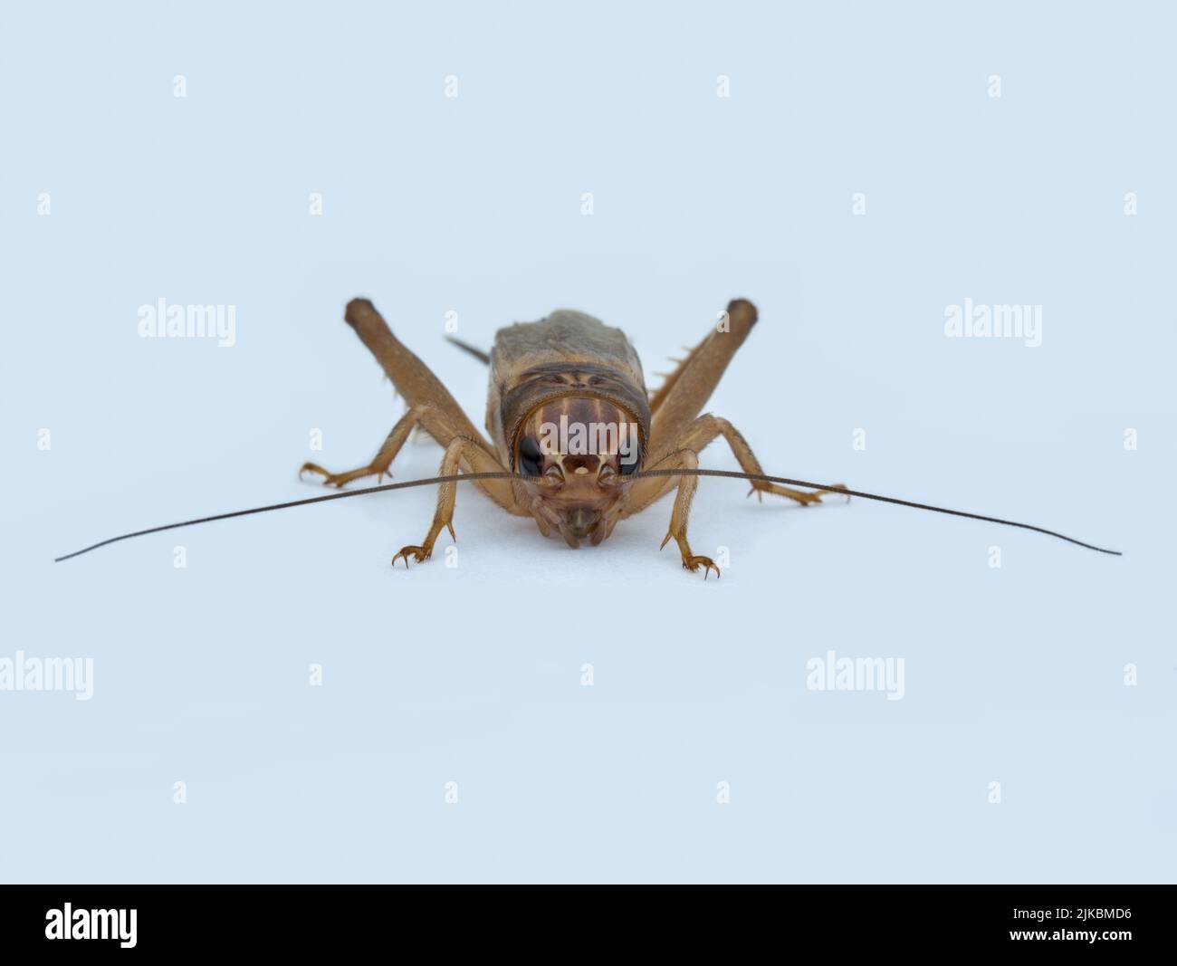 House cricket on the white pedestal from front view Stock Photo