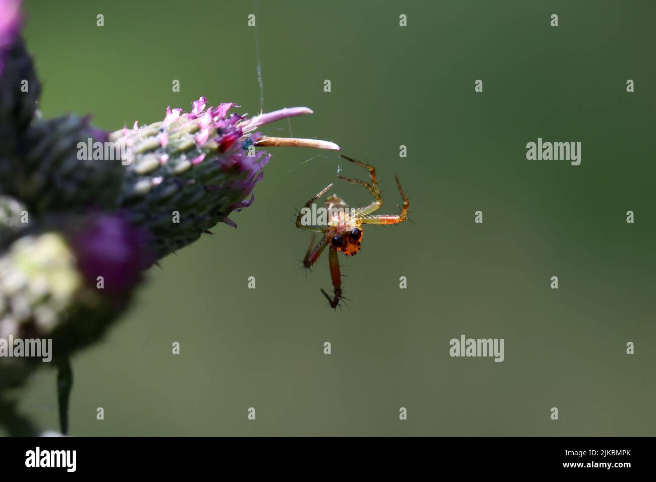 Weave Insect The spider weaves a web and hunts for insects Stock Photo - Alamy