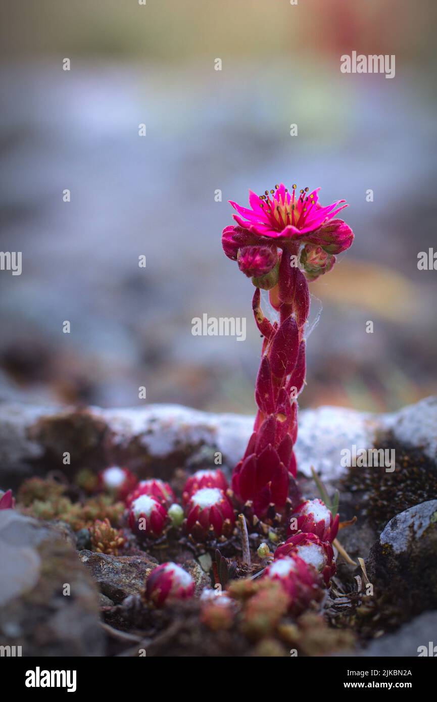 Sempervivum arachnoideum flower growing on the rocks on a mountain top Stock Photo