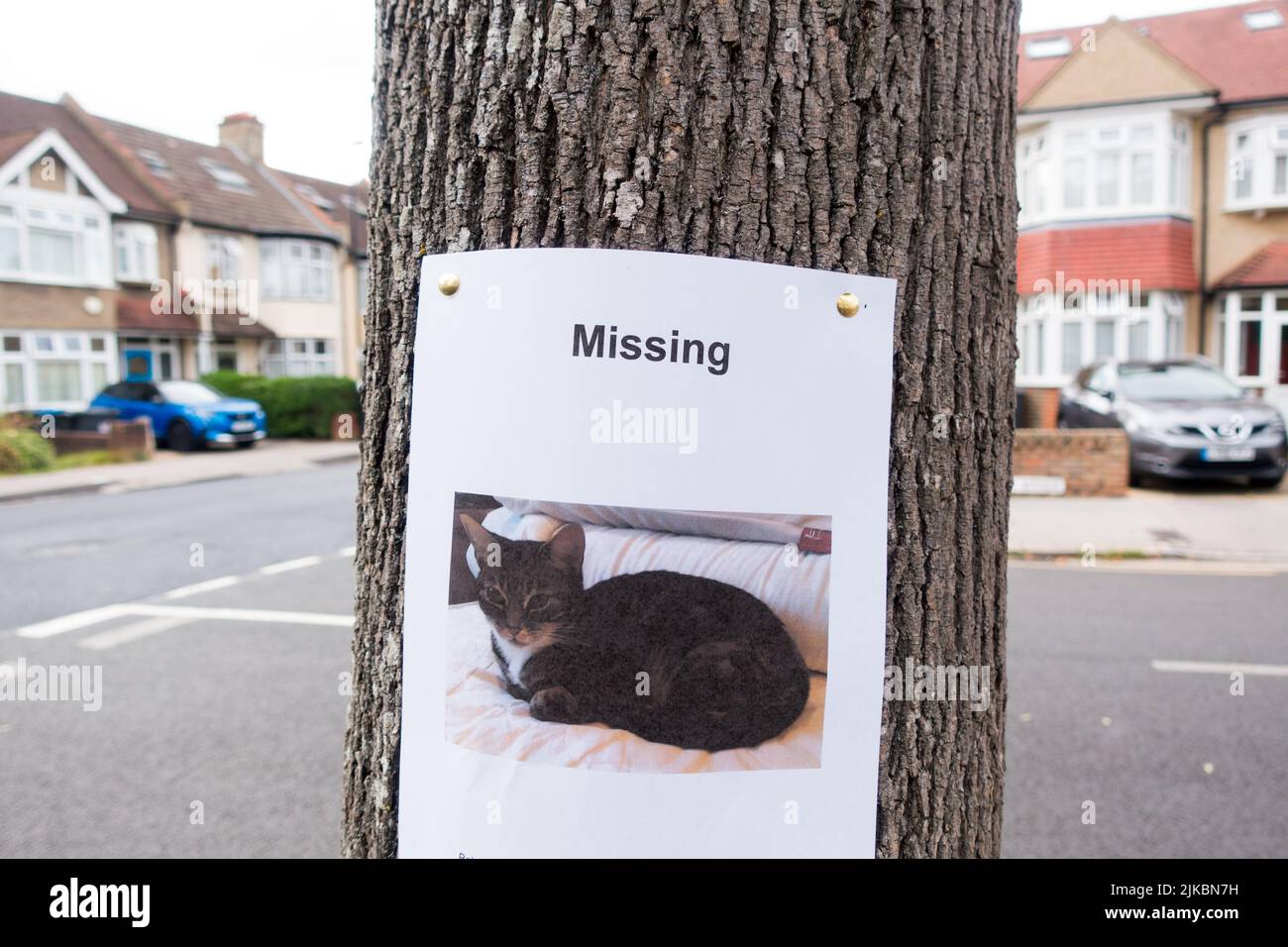 Missing cat poster flyer pinned to a tree in a residential road Stock Photo
