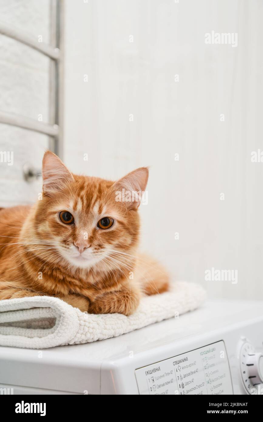 Cute ginger tabby cat laying on top of washing machine in bathroom closeup Stock Photo Alamy
