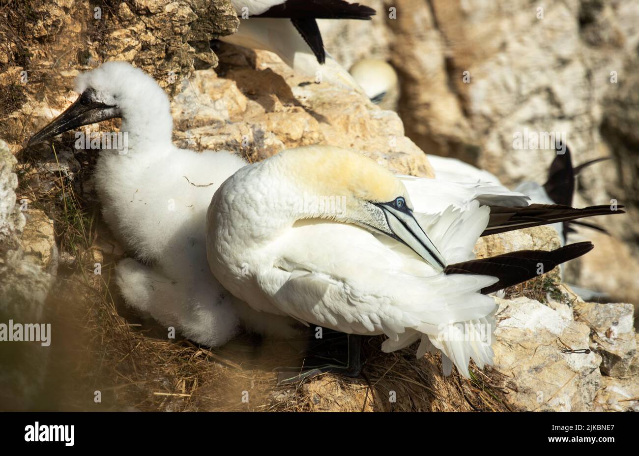 An adult Gannet preens on the nest ledge next to the downy chick. these spectacular seabirds must maintain their plumage in prime condition Stock Photo