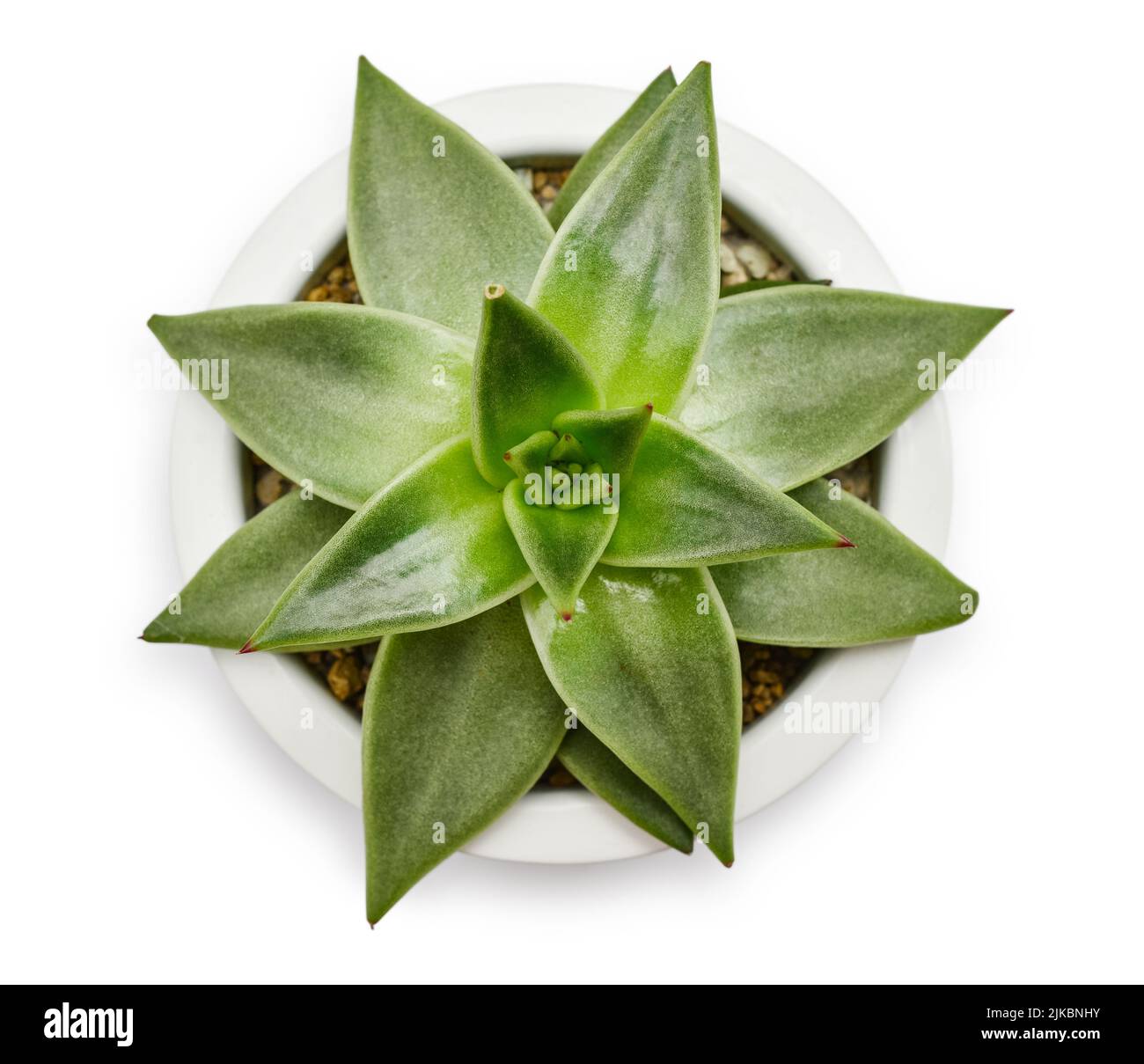 Succulent named echeveria in floverpot isolated on white, top view Stock Photo