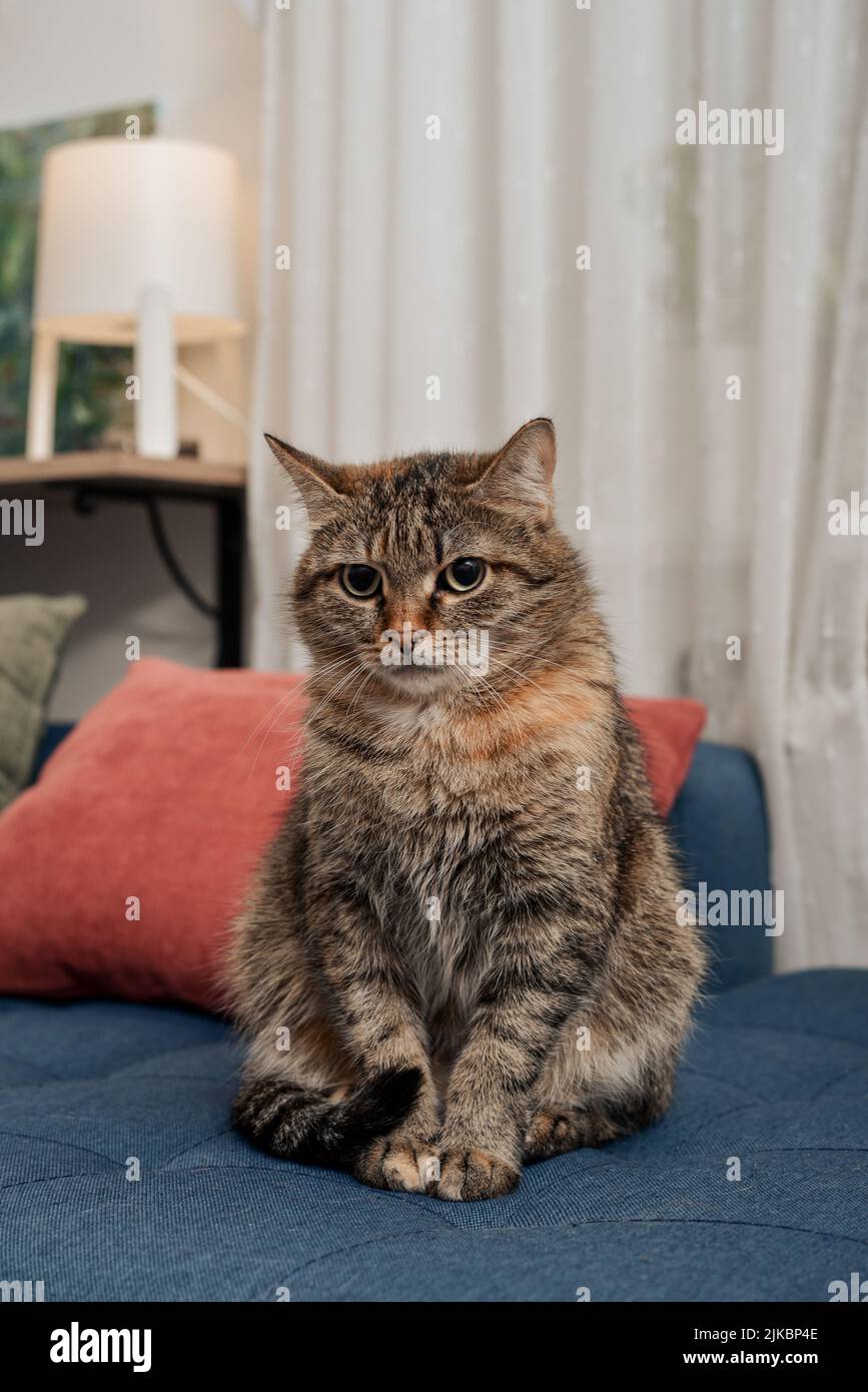 The cute cat is sitting on the sofa in living room closeup Stock Photo ...
