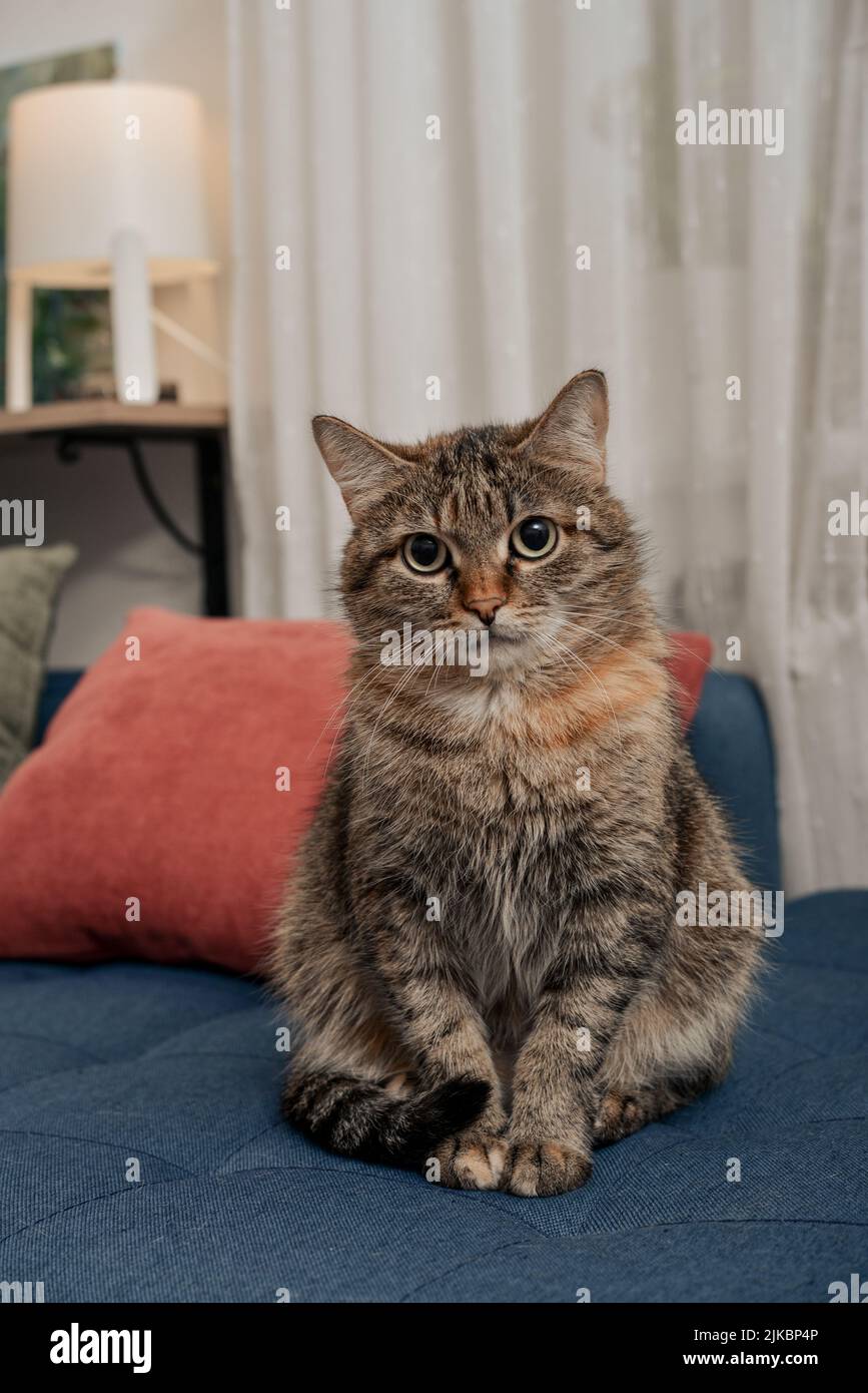 The cute cat is sitting on the sofa in living room closeup Stock Photo ...