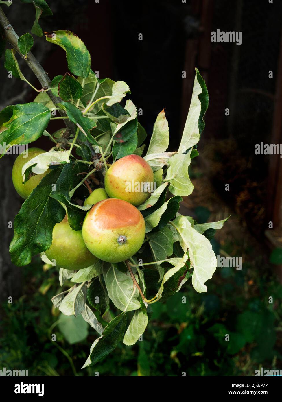 Apples scorched on the tree. 40c Stock Photo