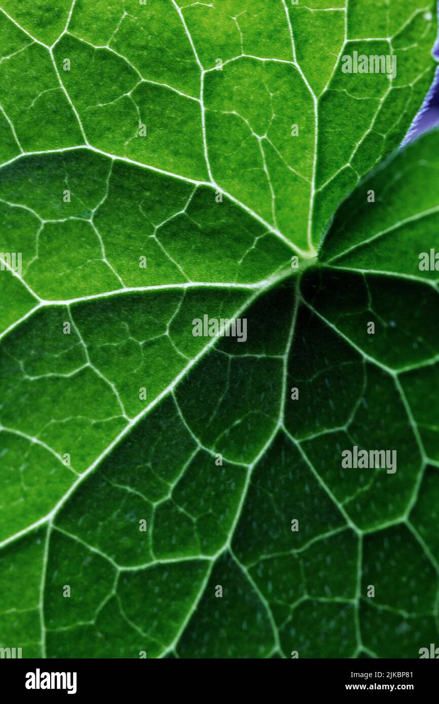 A macro shot of the leaf of a money plant (Lunaria annua) --also known as the honesty plant, silver dollars, or Chinese money plant--reveals its veins Stock Photo