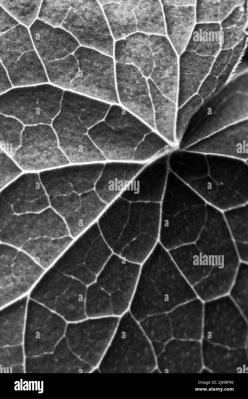 A macro shot of the leaf of a money plant (Lunaria annua) --also known as the honesty plant, silver dollars, or Chinese money plant--reveals its veins Stock Photo