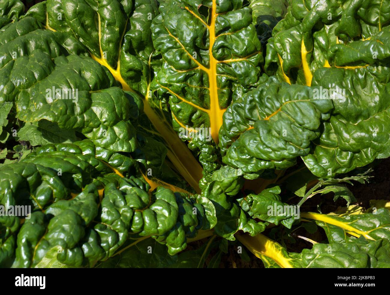 Swiss chard plant with yellow stems in close-up Stock Photo