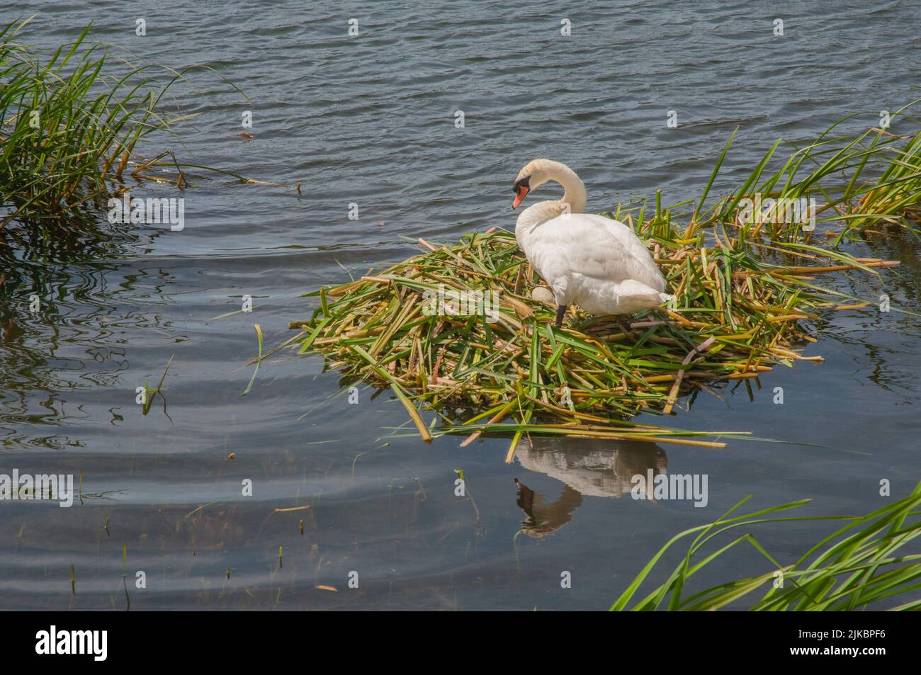 Mute swan on nest, Pembrokeshire, Wales, UK Stock Photo