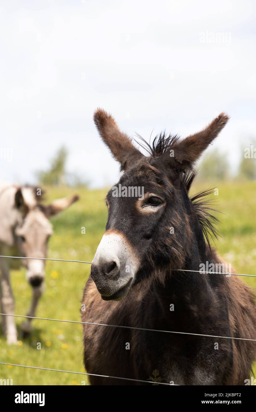 A donkey looking over a fence at the Scottish Borders Donkey Sanctuary Stock Photo