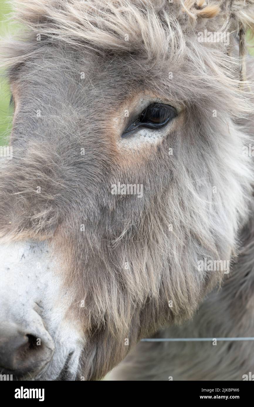 Close up of a donkeys head at the Scottish Borders Donkey Sanctuary