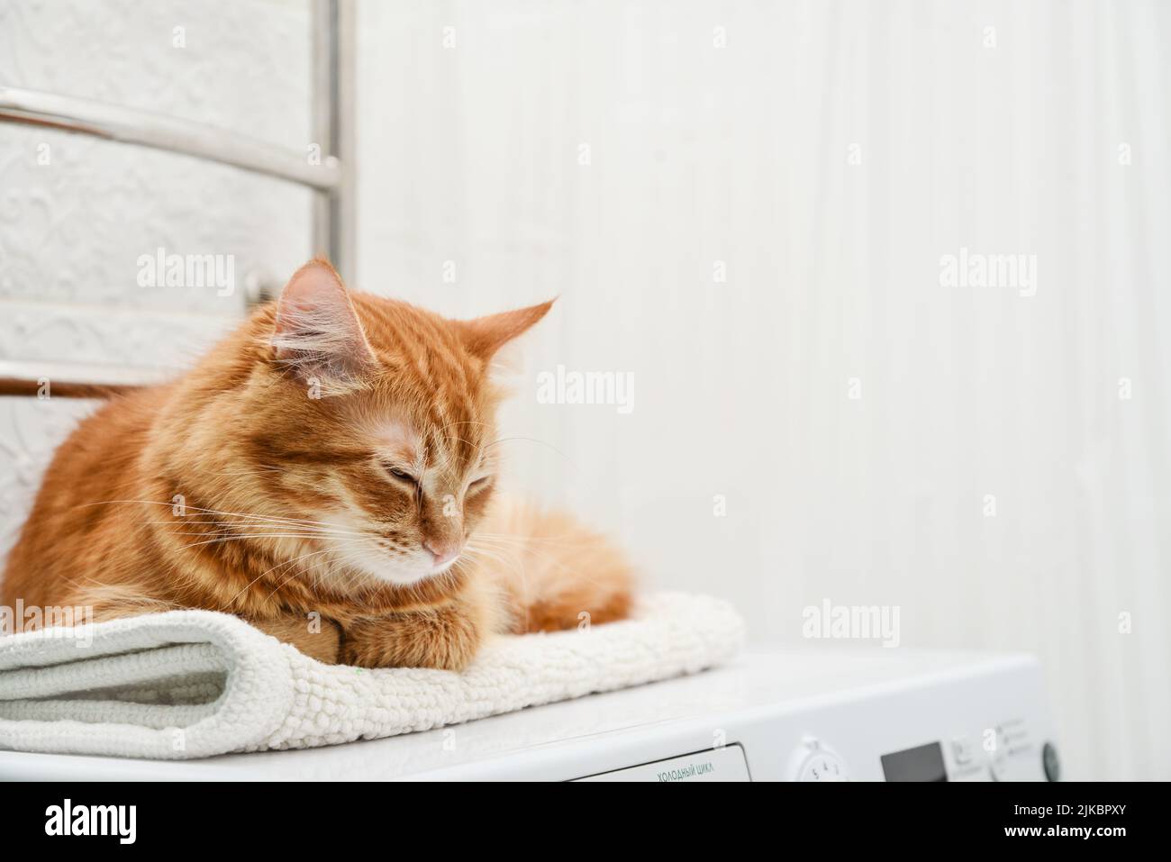 Cute ginger tabby cat sleeping on top of washing machine in bathroom