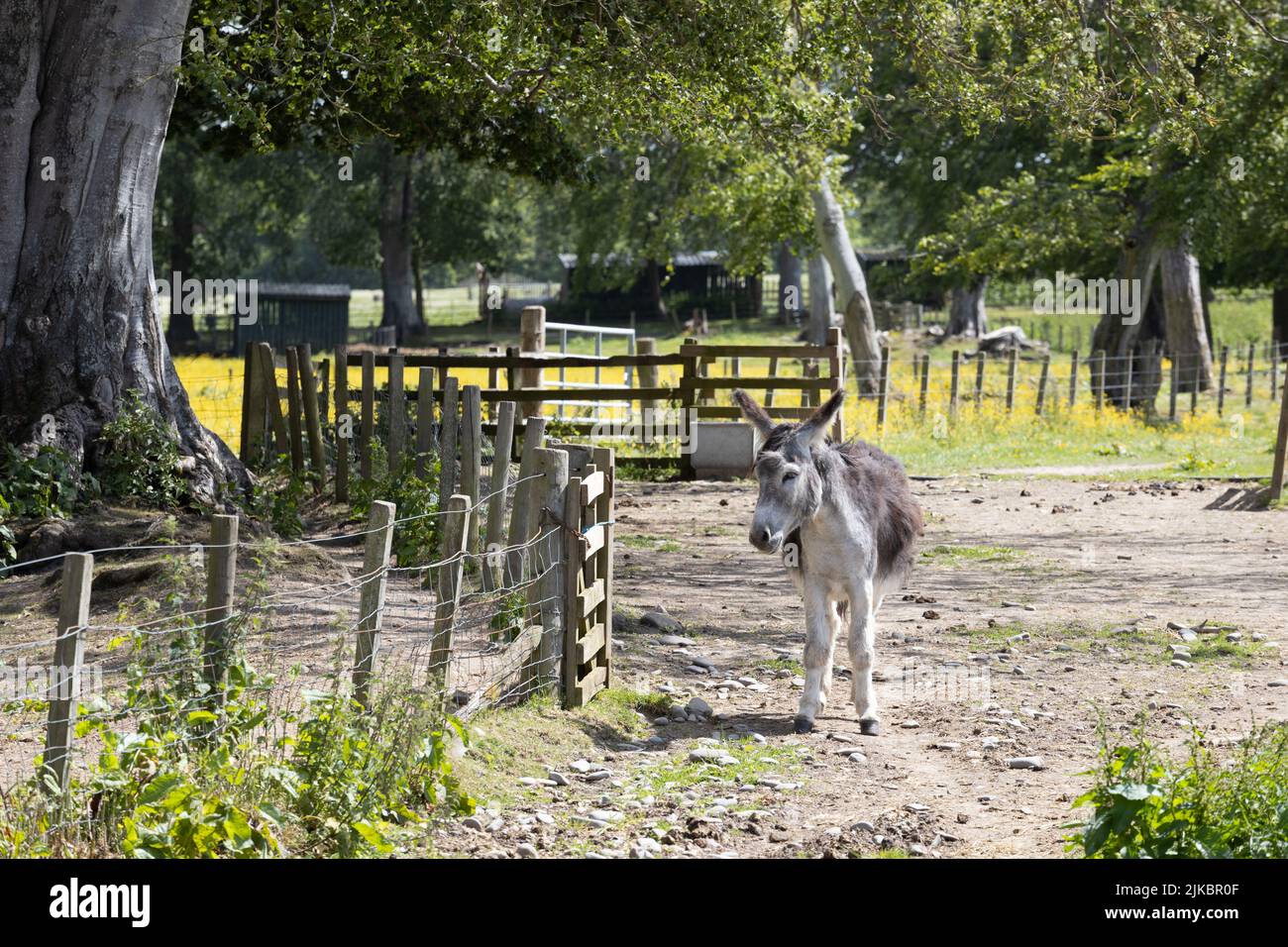 Border Paddock Donkey in a paddock at the Scottish Borders Donkey Sanctuary Stock ...